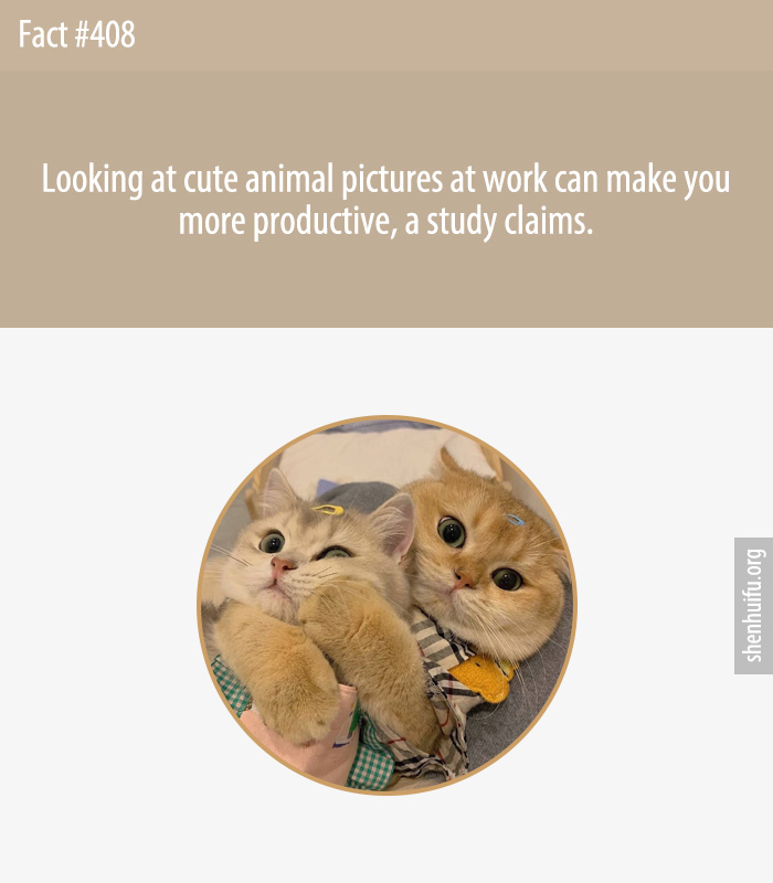 Looking at cute animal pictures at work can make you more productive, a study claims.