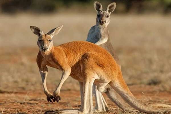 australia-is-home-to-some-seriously-strange-looking-animals-fodors