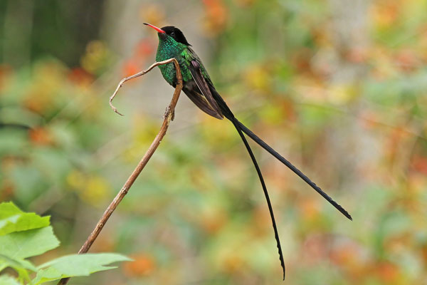 what-is-national-animal-of-jamaica-shenhuifu