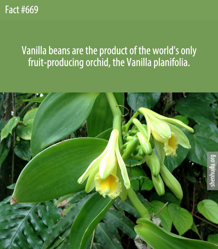 Vanilla beans are the product of the world's only fruit-producing orchid, the Vanilla planifolia.