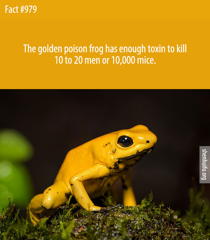 The golden poison frog has enough toxin to kill 10 to 20 men or 10,000 mice.