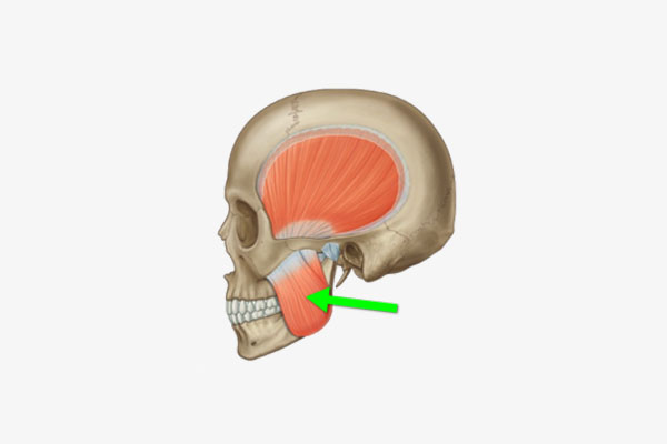 what-is-the-strongest-muscle-in-the-body-shenhuifu