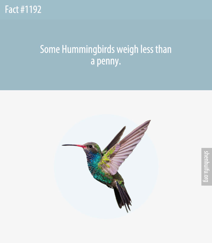 Some Hummingbirds weigh less than a penny.