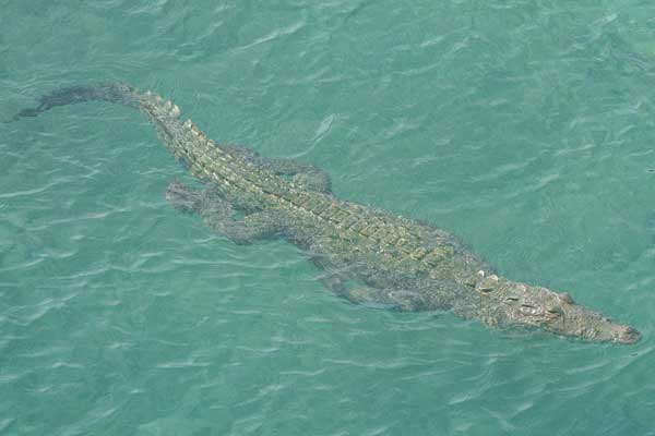 Why Crocodiles Rarely Come Up For Air? - Shenhuifu