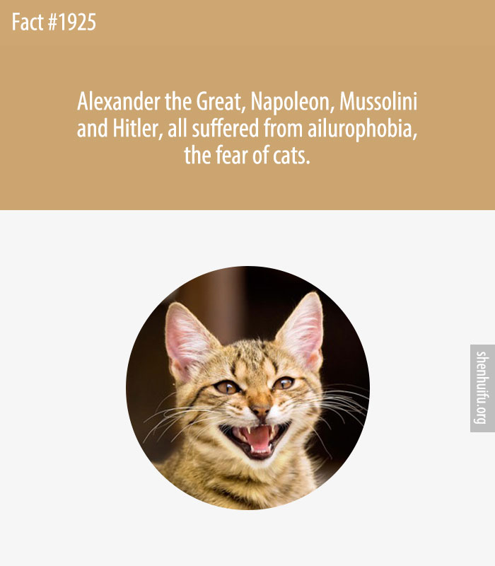 Alexander the Great, Napoleon, Mussolini and Hitler, all suffered from ailurophobia, the fear of cats.