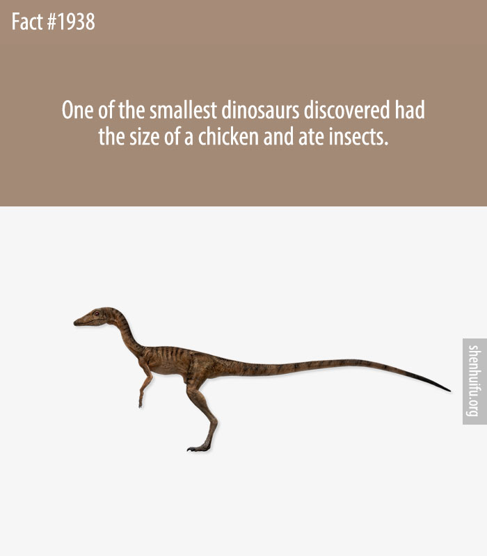 One of the smallest dinosaurs discovered had the size of a chicken and ate insects.