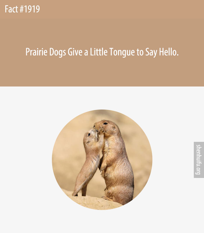 Prairie Dogs Give a Little Tongue to Say Hello.