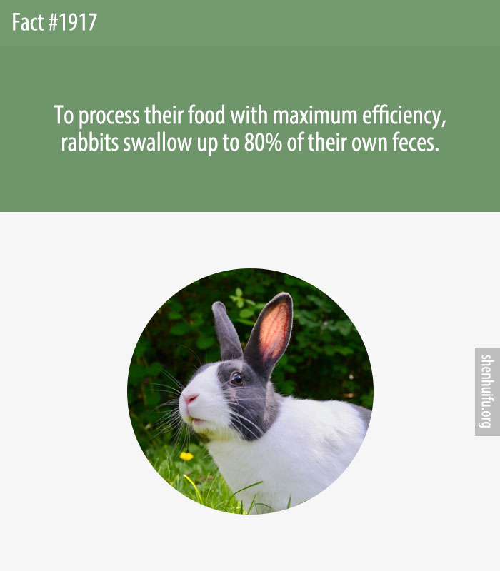 To process their food with maximum efficiency, rabbits swallow up to 80% of their own feces.