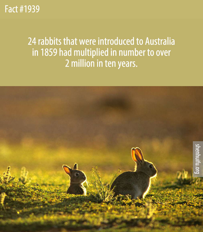 24 rabbits that were introduced to Australia in 1859 had multiplied in number to over 2 million in ten years.