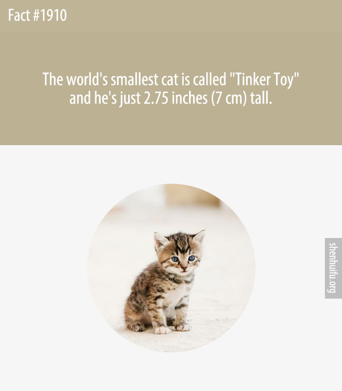 The world's smallest cat is called 'Tinker Toy' and he's just 2.75 inches (7 cm) tall.