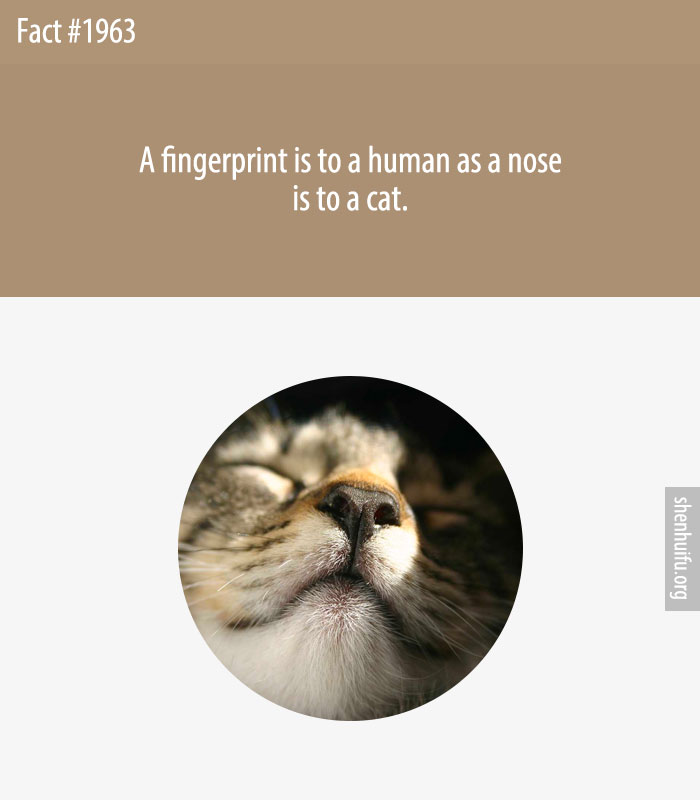 A fingerprint is to a human as a nose is to a cat.