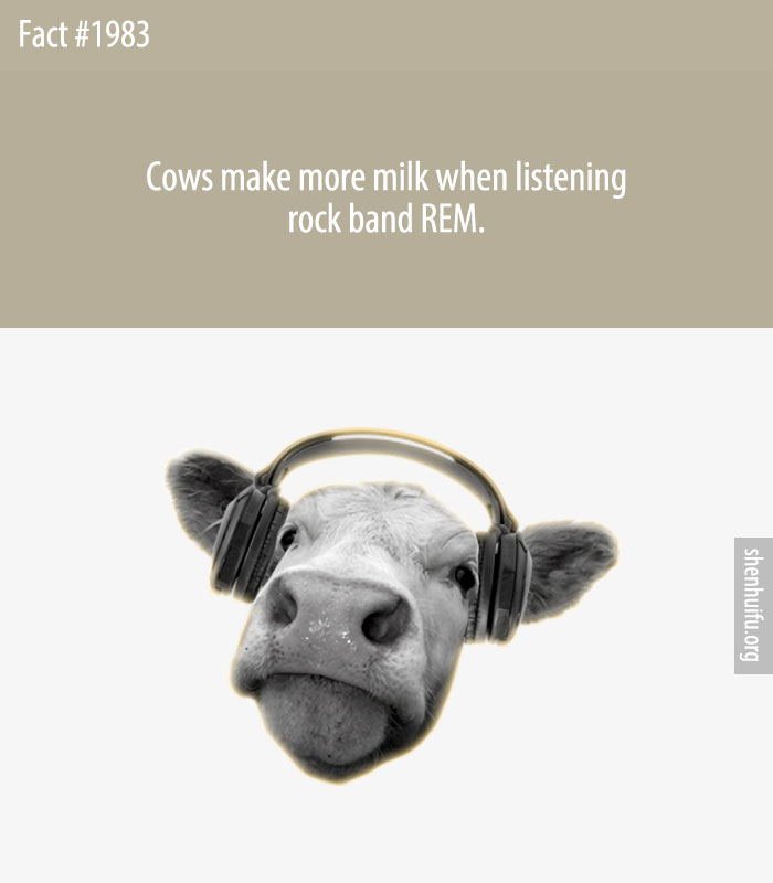 Cows make more milk when listening rock band REM.