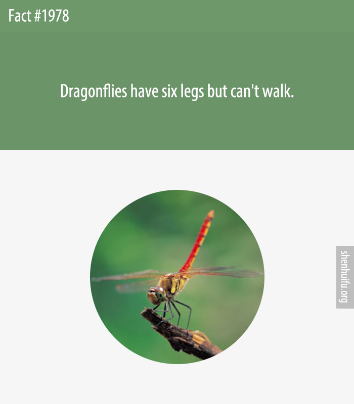 Dragonflies have six legs but can't walk.