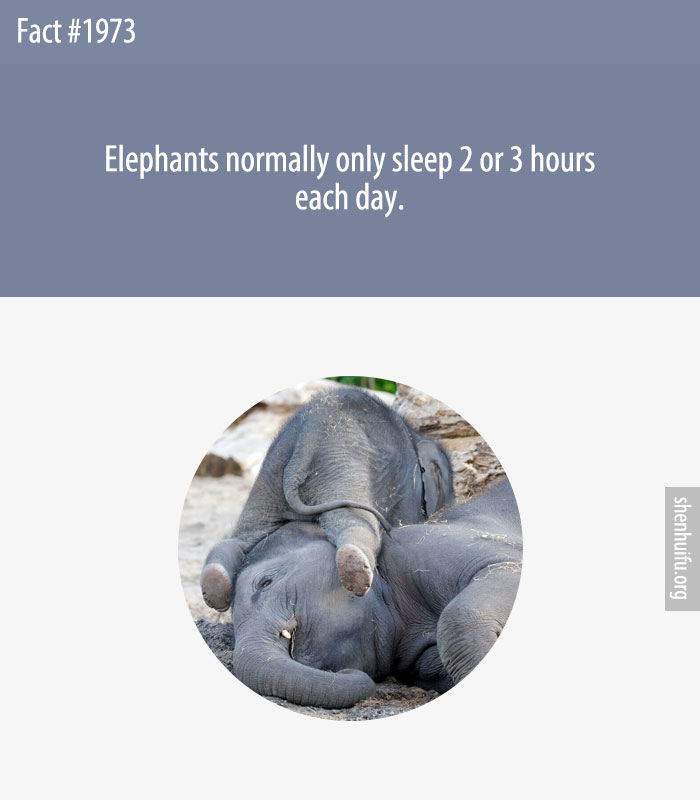 Elephants normally only sleep 2 or 3 hours each day.