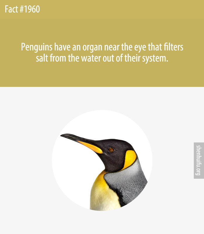 Penguins have an organ near the eye that filters salt from the water out of their system.