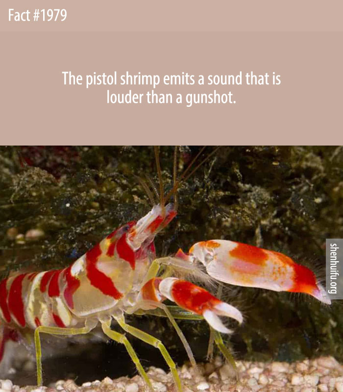 The pistol shrimp emits a sound that is louder than a gunshot.