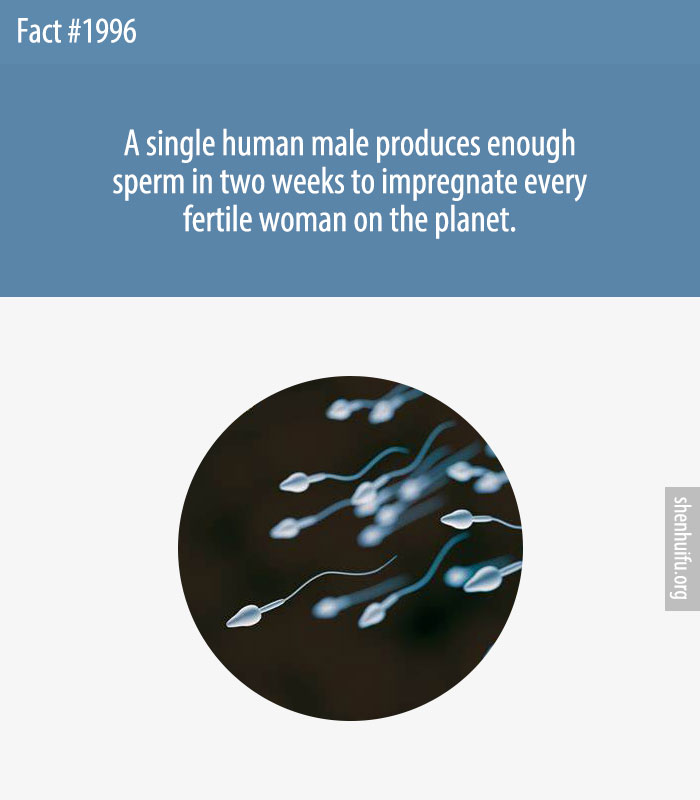 A single human male produces enough sperm in two weeks to impregnate every fertile woman on the planet.