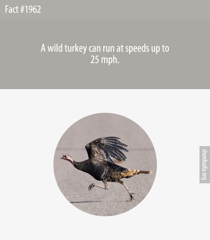 A wild turkey can run at speeds up to 25 mph.