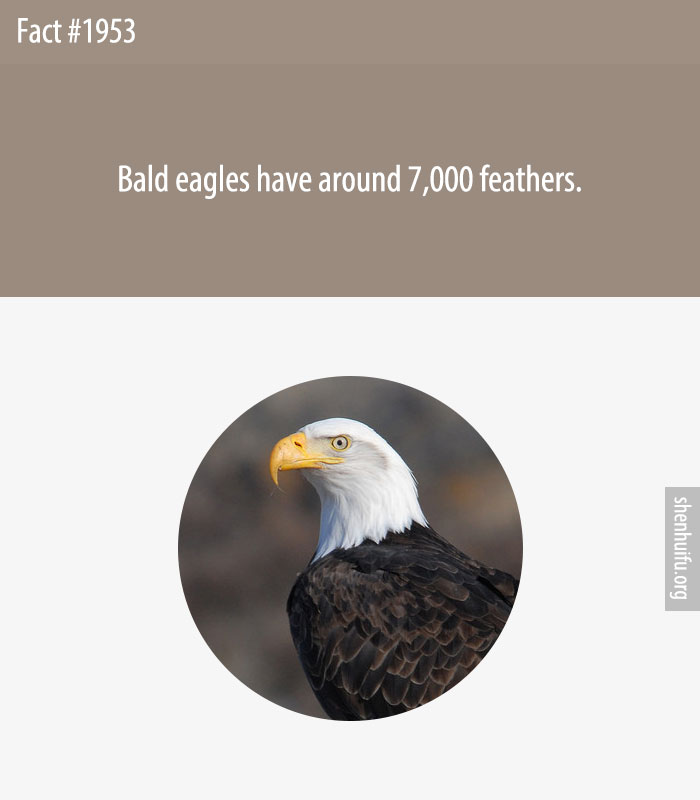 Bald eagles have around 7,000 feathers.