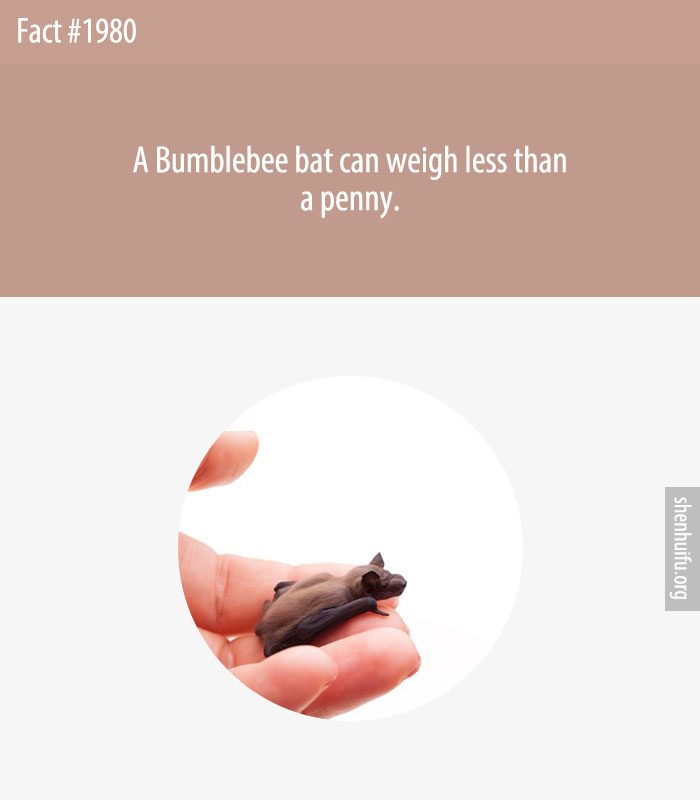 A Bumblebee bat can weigh less than a penny.