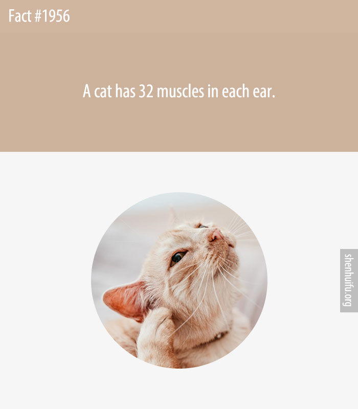 A cat has 32 muscles in each ear.