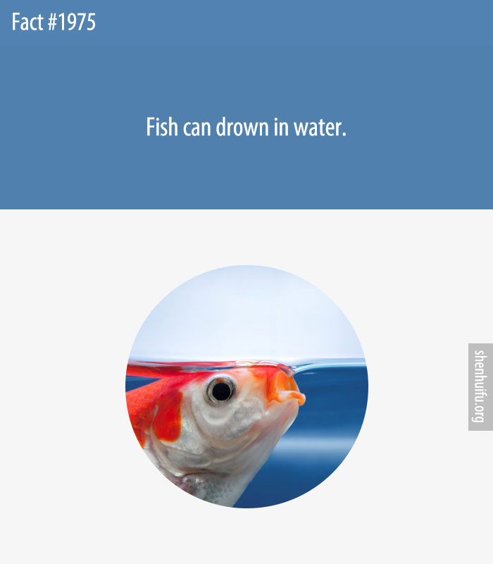 Fish can drown in water.