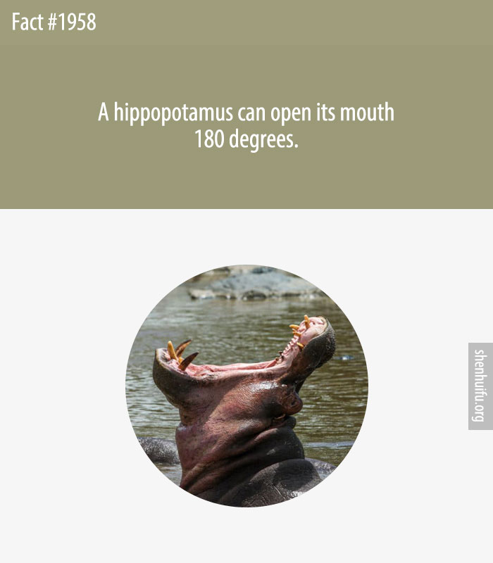 A hippopotamus can open its mouth 180 degrees.