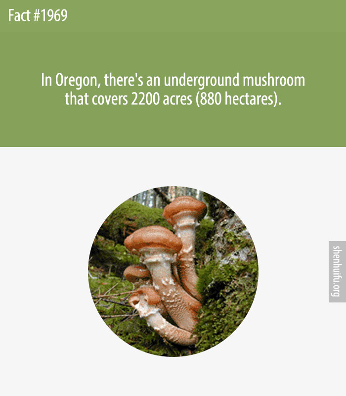 In Oregon, there's an underground mushroom that covers 2200 acres (880 hectares).