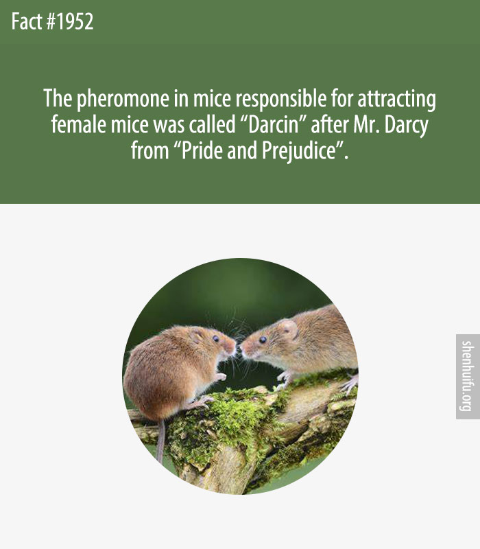 The pheromone in mice responsible for attracting female mice was called 'Darcin' after Mr. Darcy from 'Pride and Prejudice'.