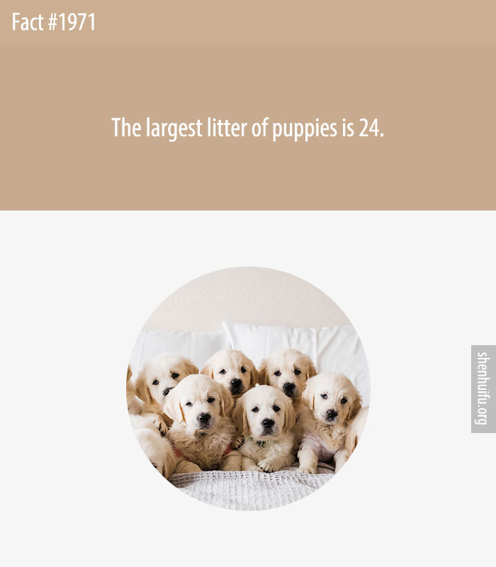 The largest litter of puppies is 24.