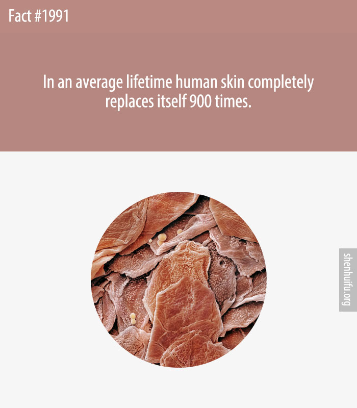 In an average lifetime human skin completely replaces itself 900 times.