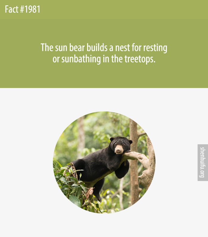 The sun bear builds a nest for resting or sunbathing in the treetops.