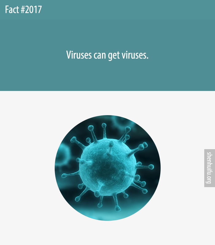 Viruses can get viruses.