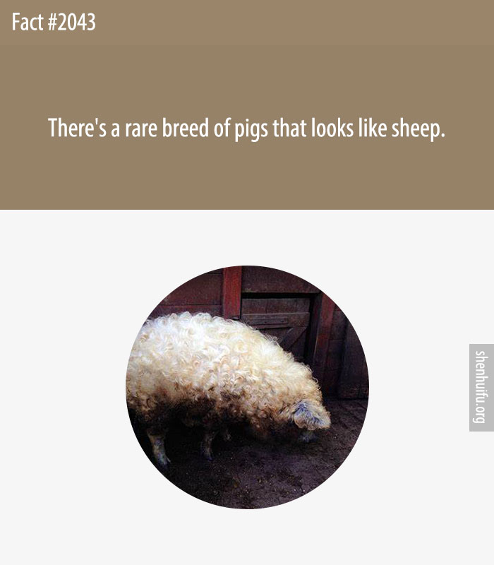 There's a rare breed of pigs that looks like sheep.