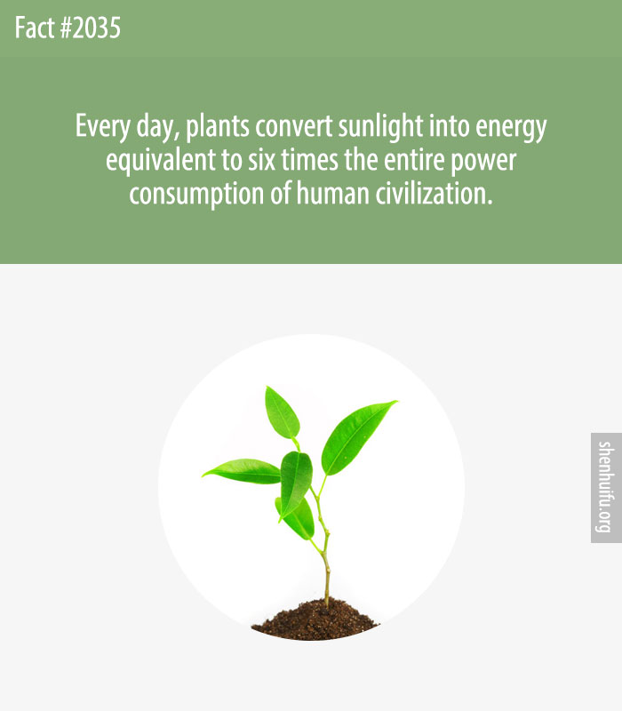 Every day, plants convert sunlight into energy equivalent to six times the entire power consumption of human civilization.