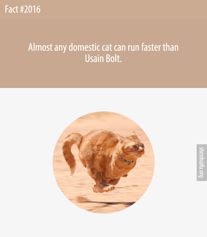 Almost any domestic cat can run faster than Usain Bolt.