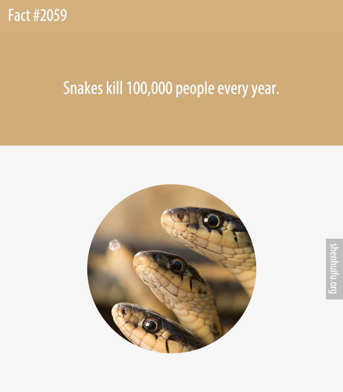 Snakes kill 100,000 people every year.