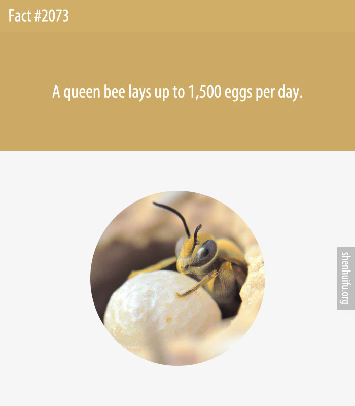 A queen bee lays up to 1,500 eggs per day.