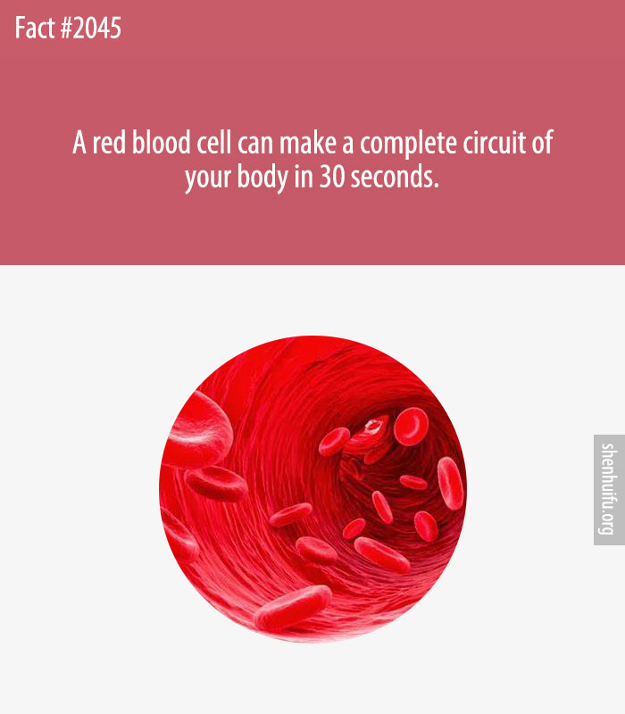 A red blood cell can make a complete circuit of your body in 30 seconds.