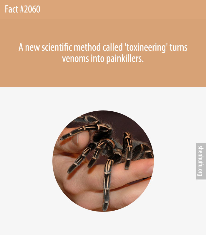 A new scientific method called 'toxineering' turns venoms into painkillers.