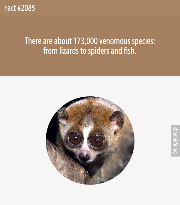 There are about 173,000 venomous species: from lizards to spiders and fish.