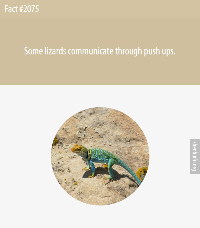 Some lizards communicate through push ups.