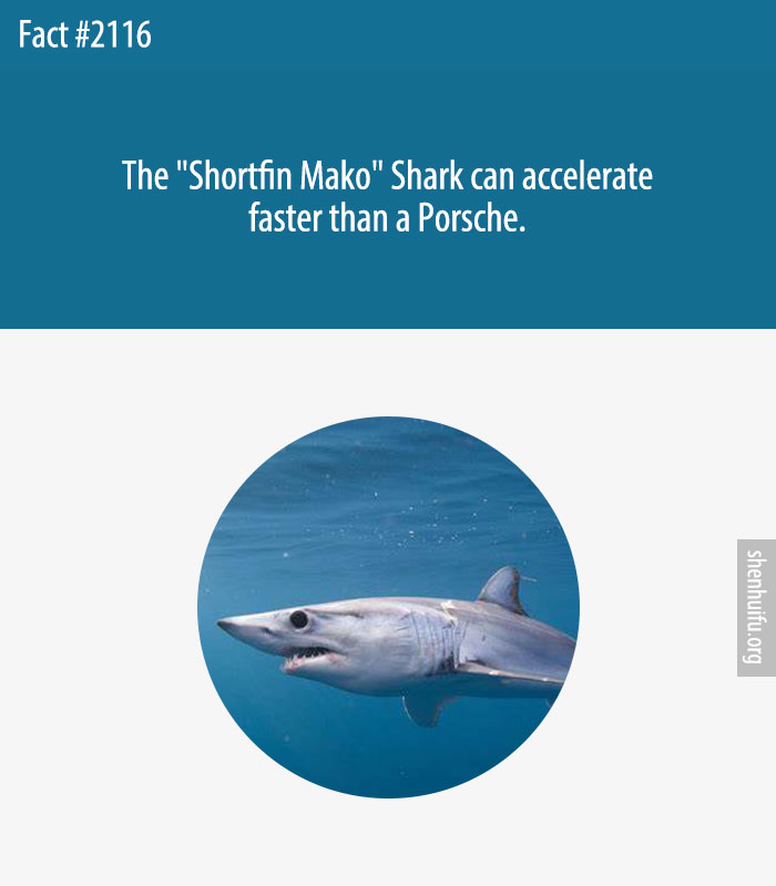 The 'Shortfin Mako' Shark can accelerate faster than a Porsche.