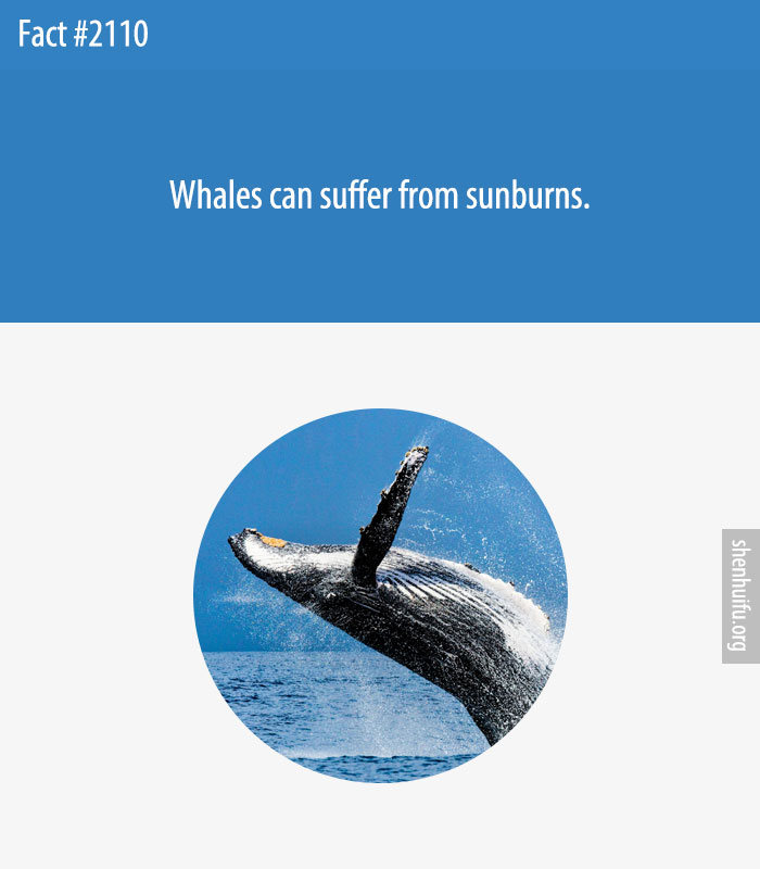 Whales can suffer from sunburns.