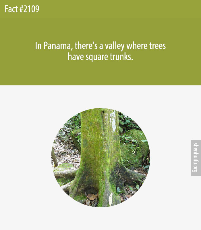 In Panama, there's a valley where trees have square trunks.