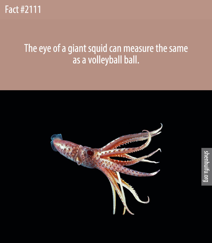 The eye of a giant squid can measure the same as a volleyball ball.