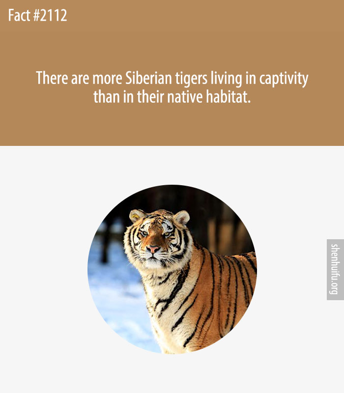 There are more Siberian tigers living in captivity than in their native habitat.